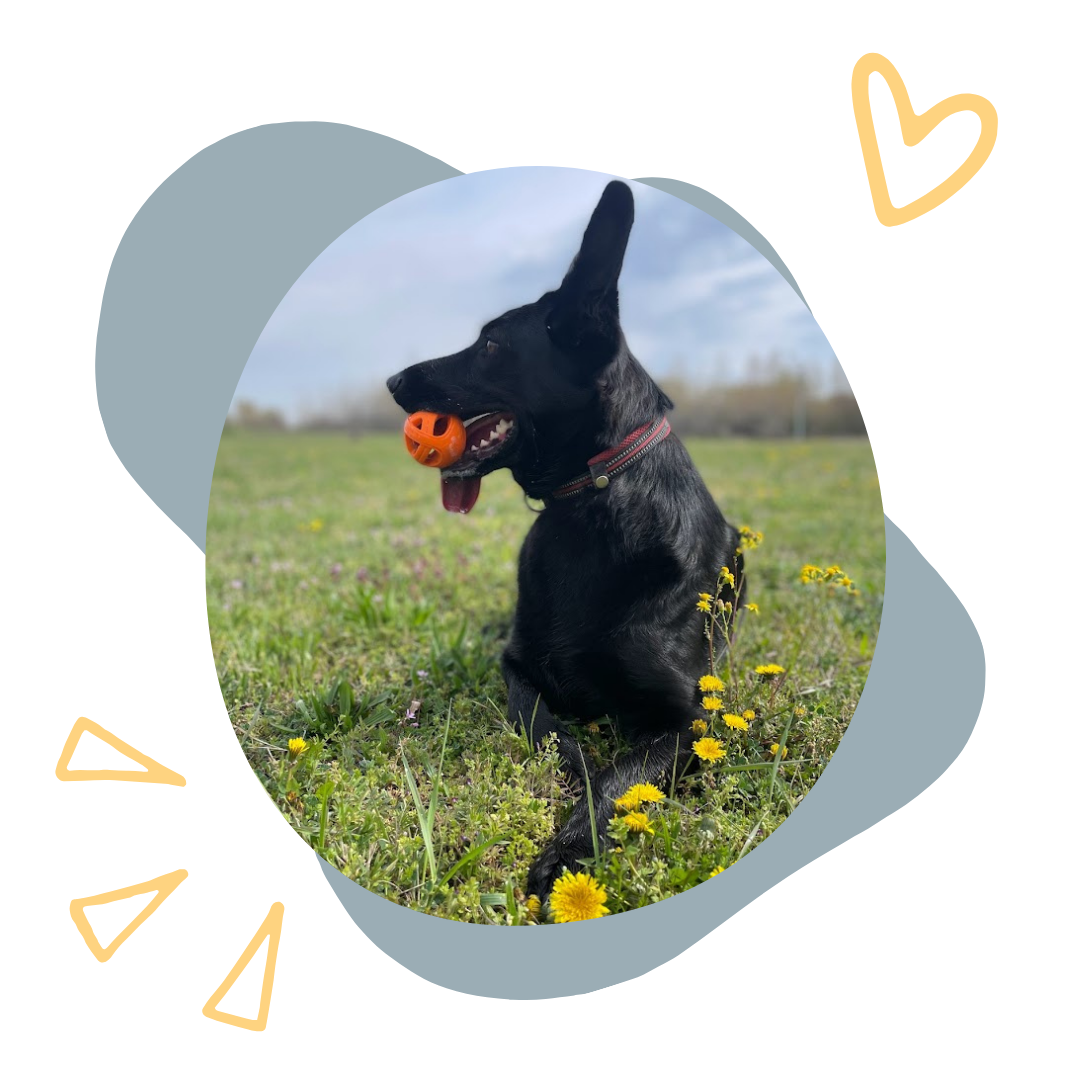 Reno kutya labdával a szájában egy réten